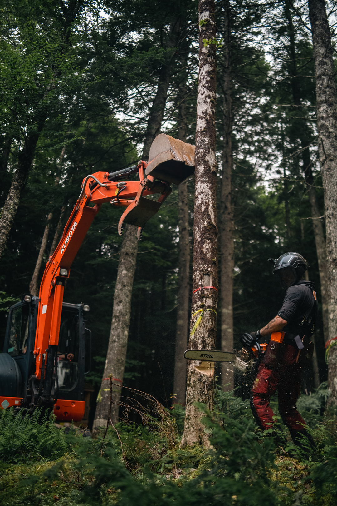 White Wolf Tree Service Alexander MacBean